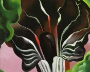 乔治亚 奥基夫 : Jack in the Pulpit